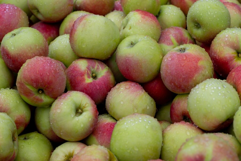 fresh apples from Campbells Orchard