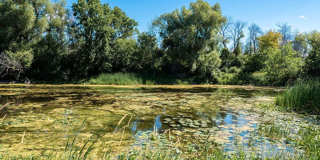 Potter's Creek Conservation Area