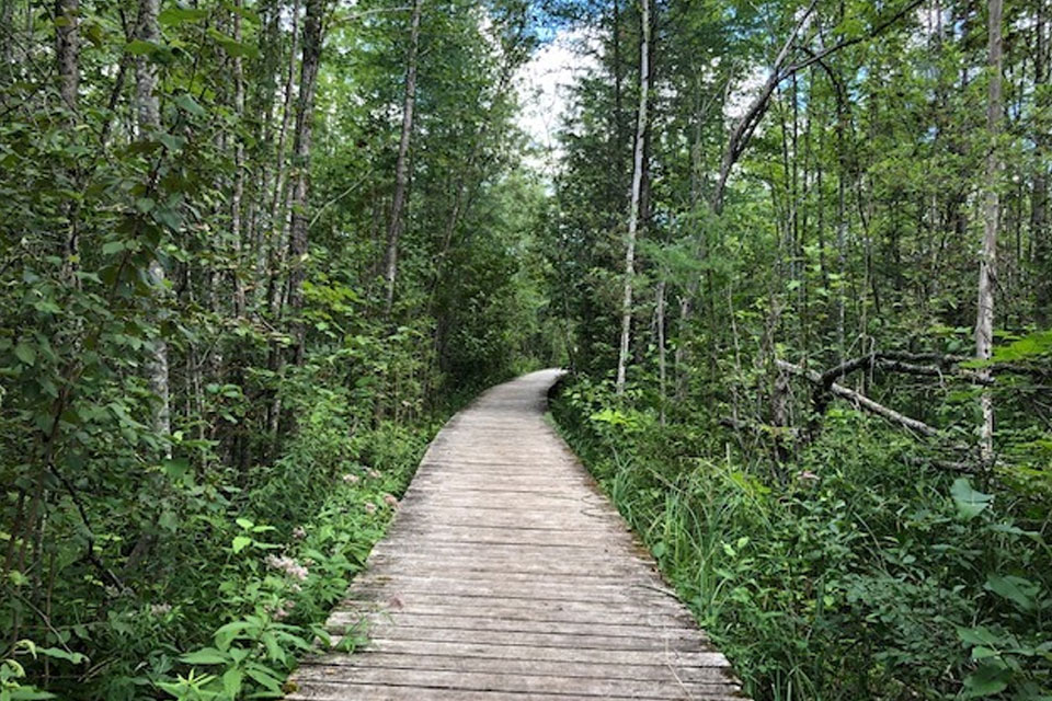 Adolphustown wooded trail