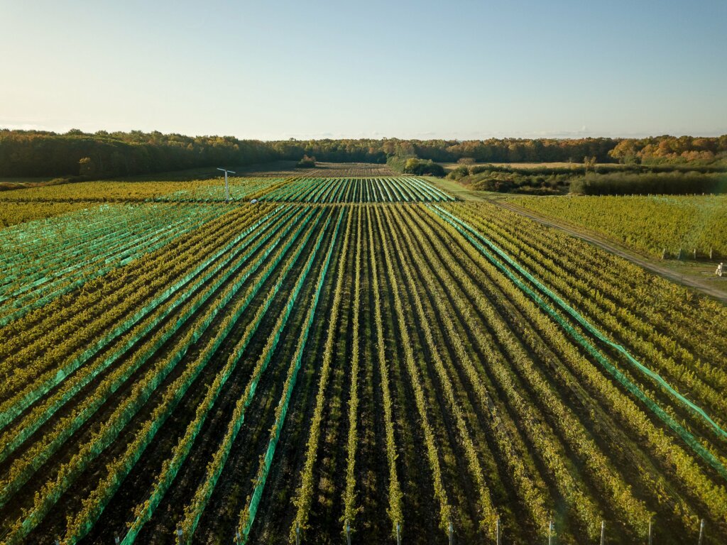 Rosehall Run Vineyard shot from a birdseye view