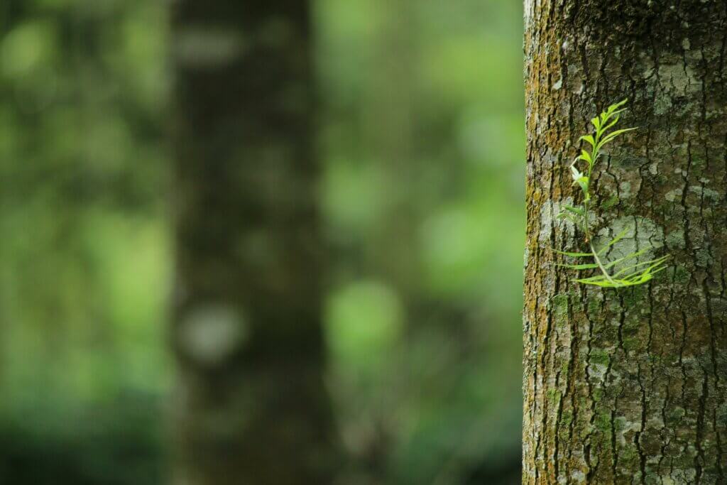 an up close tree in a forest